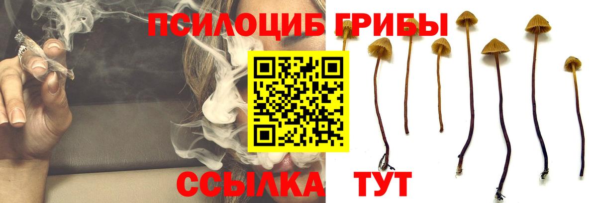 Галлюциногенные грибы Psilocybe  купить наркотики цена  Белореченск  Вход с VPN 